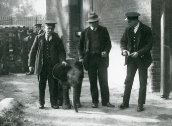 Il neonato elefante della foresta pigmeo 